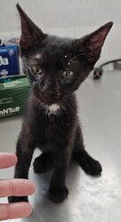 Photo d'un(e) EUROPEEN CHATON