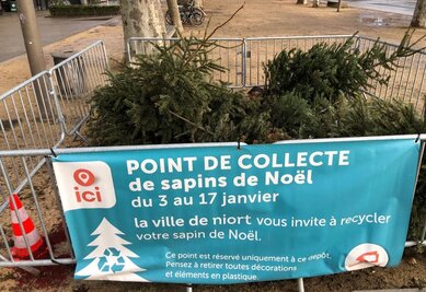 Sapins