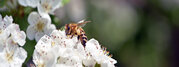 bee on a flowering tree. honey bees pollinating white blossoms of a pear tree, close up, macro shot of collecting bees. insect in nature, spring season. bee on the flowers of the orchard