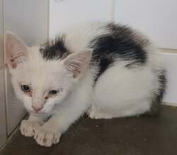 Photo d'un(e) EUROPEEN CHATON
