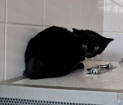 Photo d'un(e) EUROPEEN CHATON