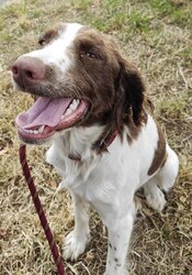 Photo de ATHÉNA, ENGLISH SPRINGER SPA