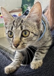 Photo d'un(e) EUROPEEN CHATON