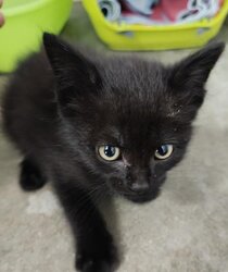 Photo d'un(e) EUROPEEN CHATON