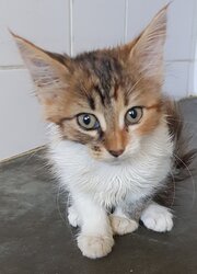 Photo d'un(e) EUROPEEN CHATON