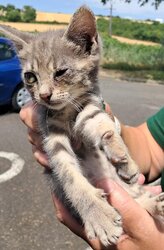 Photo d'un(e) EUROPEEN CHATON