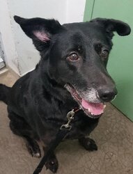 Photo de JUNA, LABRADOR CROISE