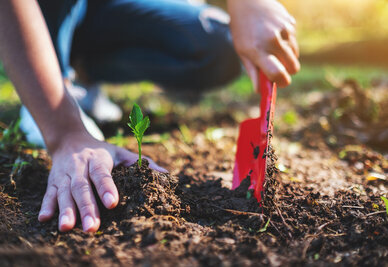 Plantation