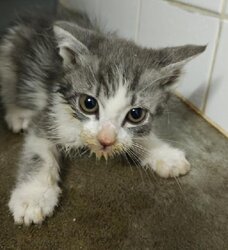 Photo d'un(e) EUROPEEN CHATON