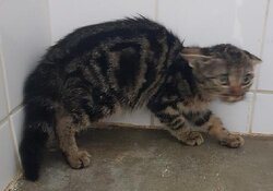 Photo d'un(e) EUROPEEN CHATON