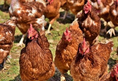 Poules