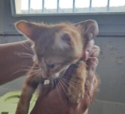 Photo d'un(e) EUROPEEN CHATON