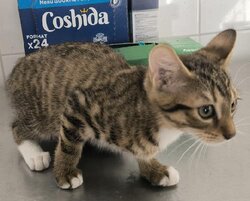 Photo d'un(e) EUROPEEN CHATON