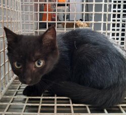Photo d'un(e) EUROPEEN CHATON