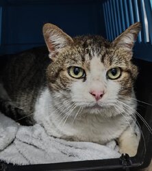 Photo d'un(e) EUROPEEN