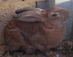 Photo d'un(e) LAPIN