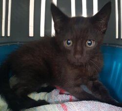 Photo d'un(e) EUROPEEN CHATON