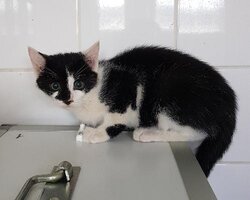 Photo d'un(e) EUROPEEN CHATON