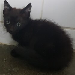 Photo d'un(e) EUROPEEN CHATON