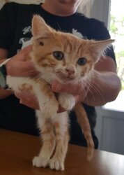 Photo d'un(e) EUROPEEN CHATON