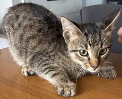 Photo d'un(e) EUROPEEN CHATON