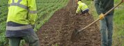 Plantation d'arbres dans la cadre de l'opération Canopee