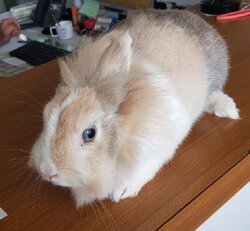 Photo d'un(e) LAPIN