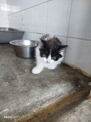 Photo d'un(e) EUROPEEN CHATON
