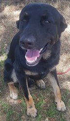 Photo de MARLEY, BERGER ALLEMAND