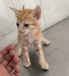Photo d'un(e) EUROPEEN CHATON