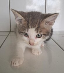 Photo d'un(e) EUROPEEN CHATON