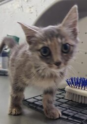 Photo d'un(e) EUROPEEN CHATON
